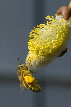 A bee collects nectar Stock Photos