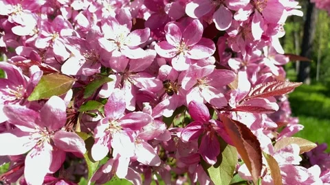 A bee collects nectar from pink cherry blossoms. Stock Footage 242292651