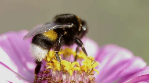 The bee collects nectar on a pink flower Stock Footage 95111373