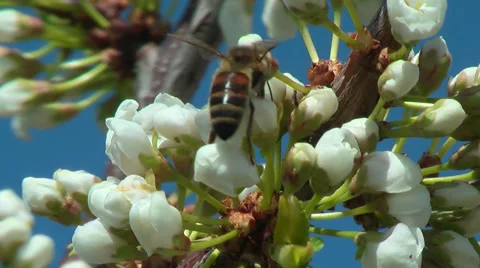Bee collects nectar on plum Stock Footage 62809907