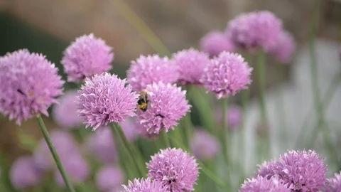 Bee collects nectar from purple blooming chive. Close up Stock Footage 108624924