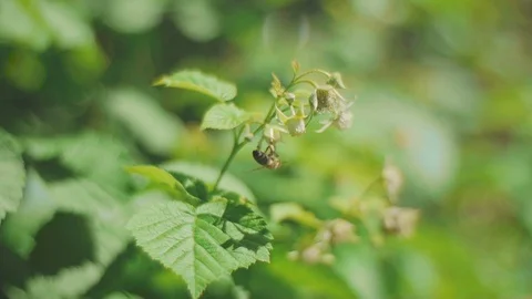 The bee collects nectar on a raspberry flower on a sunny spring day Stock Footage 90354291