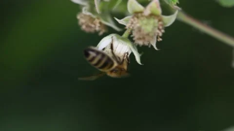 A bee collects nectar on an raspberry flower, close-up Stock Footage 133498494