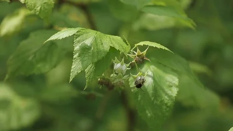 Bee collects nectar from raspberry flowers Video stock 81187958