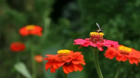 Bee collects nectar on red flower Stock Footage 10843643