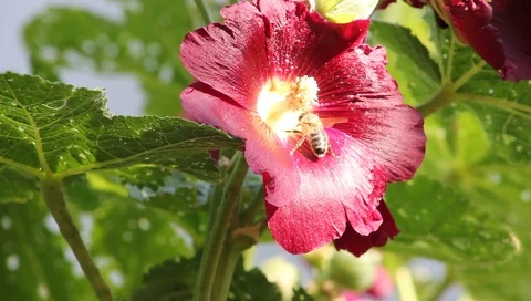 Bee collects nectar from a red flower Stock Footage 97185378