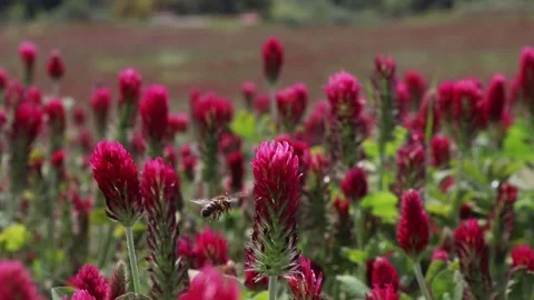 A bee collects nectar in a red meadow. Stock Footage 152845486