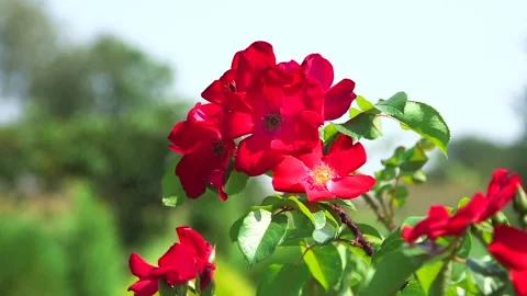 Bee Collects Nectar from Red Rose Flowers. Stock Footage 273241342