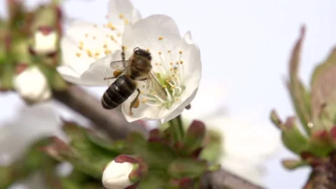 Bee Collects Nectar S HD Pro Stock Footage 122663532