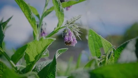 Bee Collects Nectar - Slow Motion Stock Footage 145791124