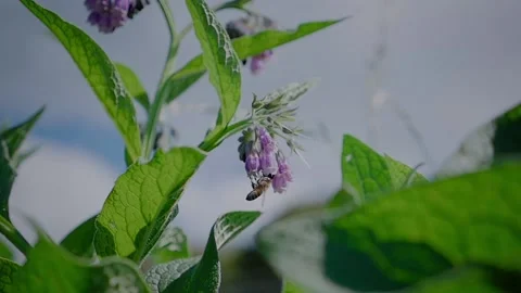 Bee Collects Nectar - Slow Motion Stock Footage 145791134