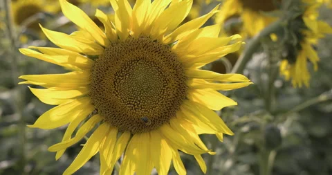 Bee collects nectar from sunflower, close-up 4K slomo Stock Footage 256376003