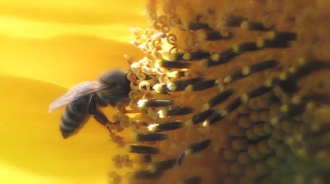 Bee collects nectar on sunflower Vídeo Stock 55870325