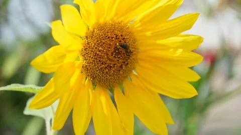 Bee collects nectar on a sunflower Stock Footage 115239983