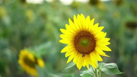 Bee collects nectar from sunflower Stock-Footage 139071048