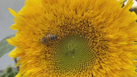 Bee collects nectar from a sunflower. Stock Footage 160034791
