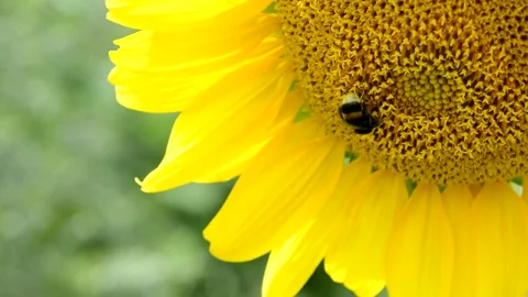 A bee collects nectar from a sunflower that sways in the wind Stock Footage 147920657