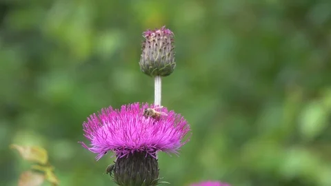 A bee collects nectar on a violet flower, slow motion Stock Footage 77393097