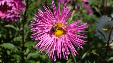 A bee collects nectar on violet flower in the summer under sunlight Stock Footage 116042170