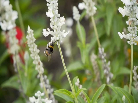 Bee collects nectar on a white flower Vidéo 81531251
