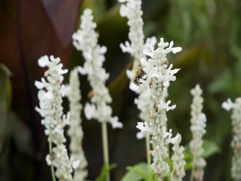 Bee collects nectar on a white flower Stock Footage 81533141
