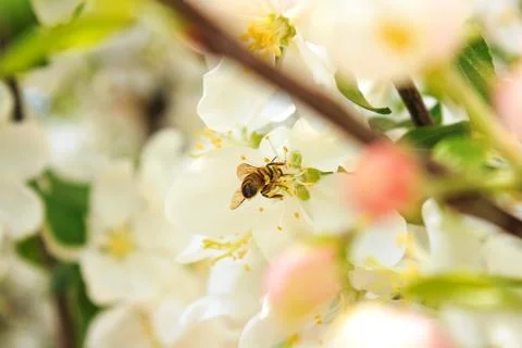 Bee collects nectar on a white tree branch Stock Photos