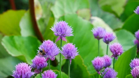 A bee collects nectar on a wild onion flower. 스톡 동영상 155288404