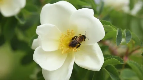 Bee collects nectar on wild rose flowers blooming in spring garden, honeybee Stock Footage 308482215
