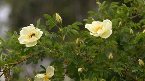 Bee collects nectar on wild rose flowers blooming in spring garden Stock Footage 309338497
