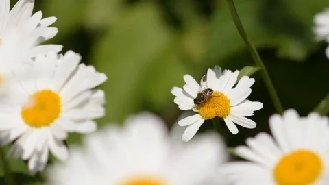Bee collects nectar from wildflowers Stock Footage 72586911
