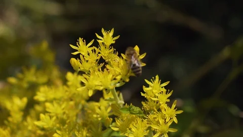 The bee collects the nectar in the wind, macro Vídeos de archivo 94485510