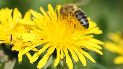 Bee collects nectar on a yellow dandelion Stock Footage 107328852