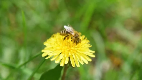 Bee collects nectar on yellow dandelion flower Stock Footage 308972407