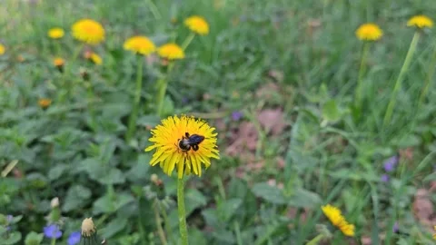 A bee collects nectar from a yellow dandelion flower. Spring background. Stock Footage 335100398