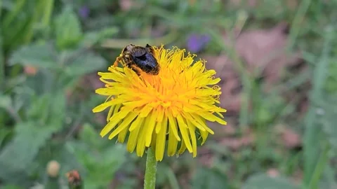 A bee collects nectar from a yellow dandelion flower. Spring background. Stock Footage 335100416