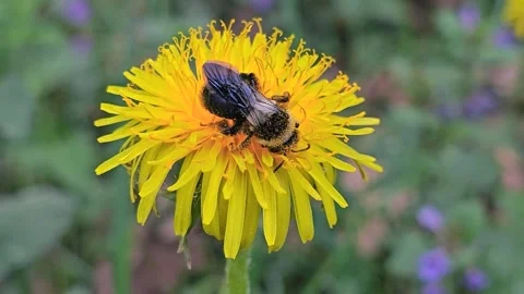 A bee collects nectar from a yellow dandelion flower. Spring background. Stock Footage 335100419