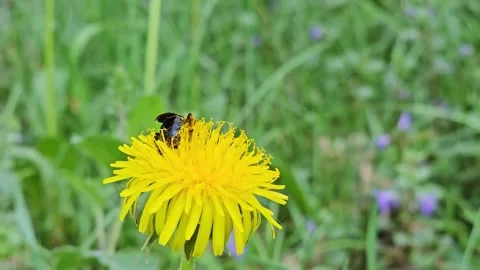 A bee collects nectar from a yellow dandelion flower. Spring background. Stock Footage 335100471