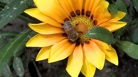 A bee collects nectar from a yellow flower Stock Footage 132287686
