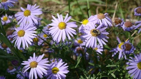 A bee collects netar from blue Mongolian flowers. Stock Footage 284047581
