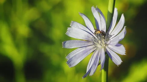 Bee collects pollen and nectar on a flower. Stock Footage 102741568