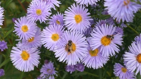 The bee collects pollen and nectar on the flower. Stock Footage 117238188