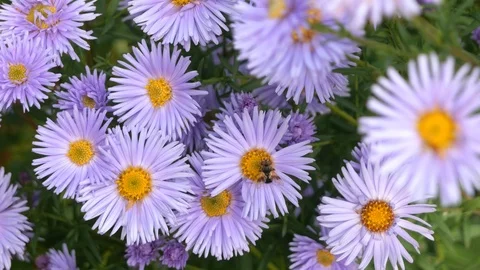The bee collects pollen and nectar on the flower. Stock Footage 117238206