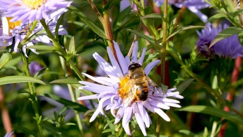The bee collects pollen and nectar on the flower. Stock Footage 117238249