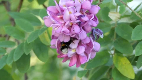 The bee collects pollen and nectar from the flower of the Acacia tree. Stock Footage 134952217