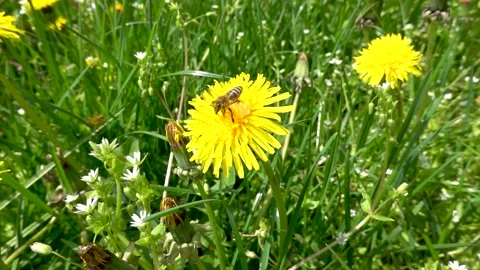 The bee collects pollen and nectar Stock Footage 242375745