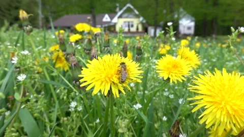 The bee collects pollen and nectar Stock Footage 242375889