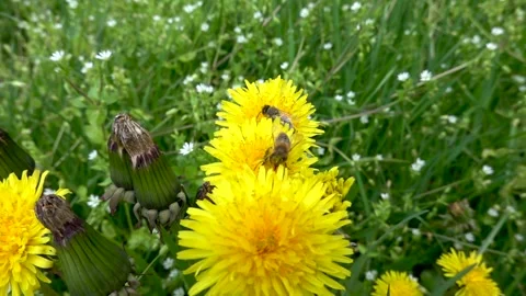 The bee collects pollen and nectar Stock Footage 242375891