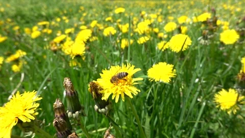 The bee collects pollen and nectar Stock Footage 242376124