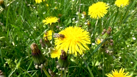 The bee collects pollen and nectar and at the same time pollinates the dandelion Stock Footage 242376127