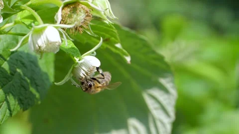 Bee collects pollen and nectar on raspberry flower Video stock 266273330